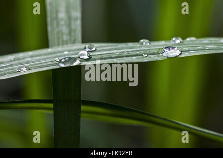 Dettaglio delle goccioline di acqua su foglie di zucchero di canna in campagna Foto Stock