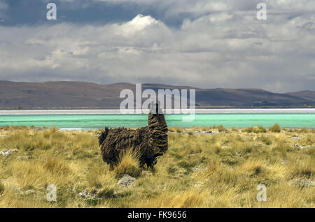 Llama in laguna del Hombre Muerto Salar di Antofagasta de la Sierra Foto Stock