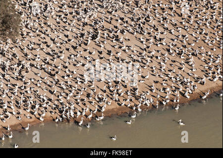 Antenna - Australian Pellicano (Pelecanus conspicillatus) allevamento colonie sulle isole del Lago Goyder entro Coongie Laghi Nati Foto Stock