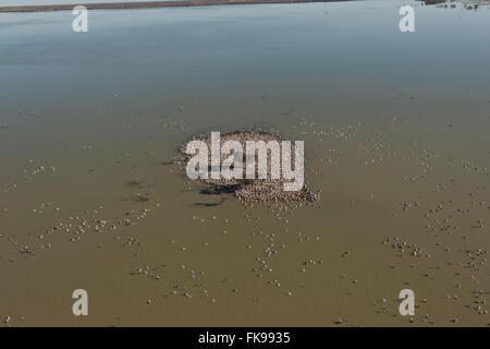 Antenna - Australian Pellicano (Pelecanus conspicillatus) allevamento colonie sulle isole del Lago Goyder entro Coongie Laghi Nati Foto Stock