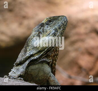 Australian Frilled-collo Lucertola o Frilled Dragon (Chlamydosaurus kingii) Foto Stock