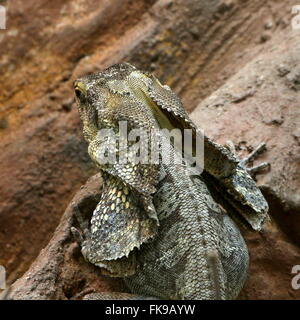 Australian Frilled-collo Lucertola o Frilled Dragon (Chlamydosaurus kingii) Foto Stock