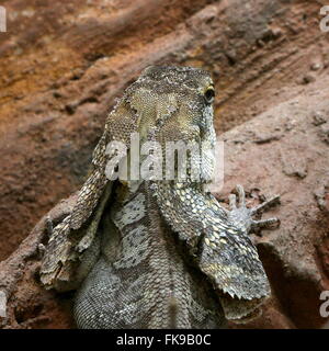 Australian Frilled-collo Lucertola o Frilled Dragon (Chlamydosaurus kingii) Foto Stock