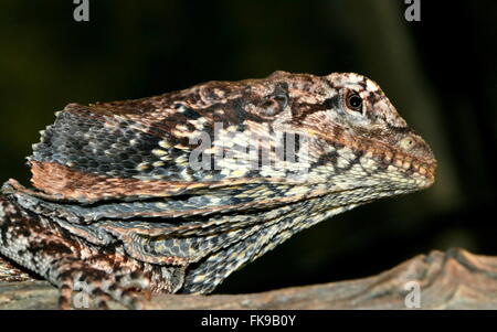 Australian Frilled-collo Lucertola o Frilled Dragon (Chlamydosaurus kingii) Foto Stock