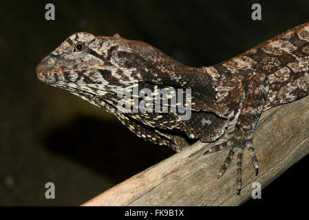 Australian Frilled-collo Lucertola o Frilled Dragon (Chlamydosaurus kingii) Foto Stock