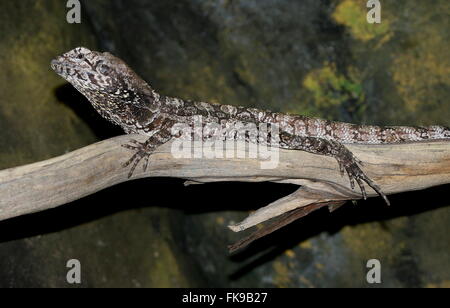 Australian Frilled-collo Lucertola o Frilled Dragon (Chlamydosaurus kingii) Foto Stock