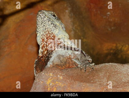 Australian Frilled-collo Lucertola o Frilled Dragon (Chlamydosaurus kingii) Foto Stock