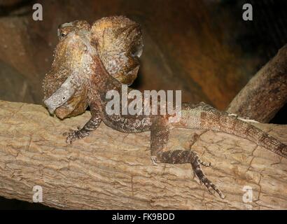 Australian Frilled-collo Lucertola o Frilled Dragon (Chlamydosaurus kingii) Foto Stock