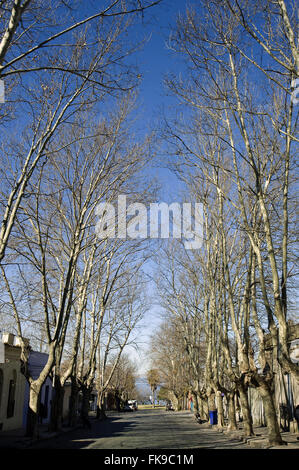 Le strade piene di platanos città di Colonia de Sacramento in Uruguay Foto Stock