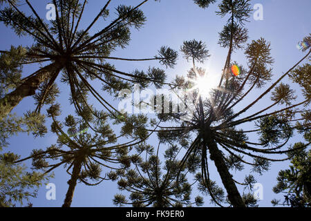 Araucarias nel Parco Nazionale della Sierra Aparados in Cambara do Sul - RS Foto Stock