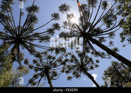 Araucarias nel Parco Nazionale della Sierra Aparados in Cambara do Sul - RS Foto Stock