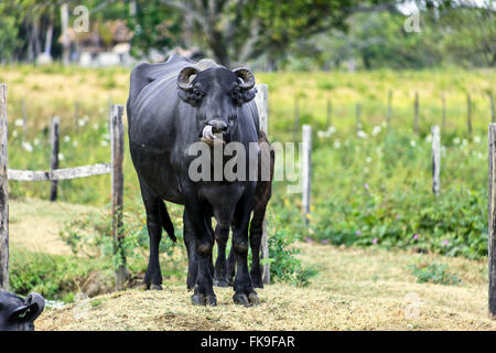 Il buffalo in campagna - Isola Marajo Foto Stock