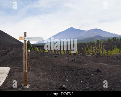 Rocce laviche, sabbia nera e Isola Canarie, pino su una escursione in Montanas Negras, del monte Teide e un cartello per gli escursionisti, Tenerife Foto Stock