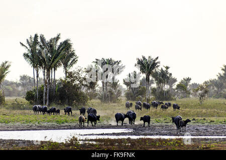 Il bufalo indiano nel campo - Isola Marajo Foto Stock