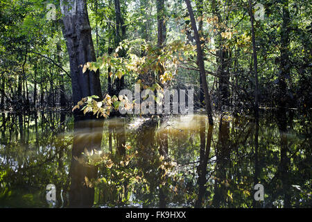 Floodplain del inondata foresta amazzonica nel libro di Mamiraua - Medio regione del Solimoes Foto Stock