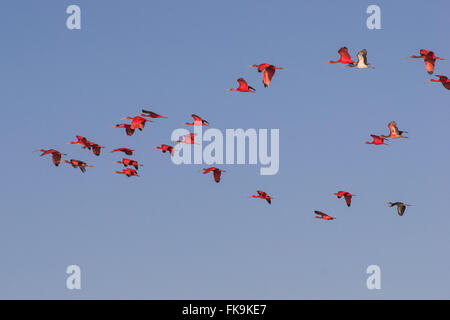 Mazzetto di rosso-Guaras circostante il Parco Nazionale di Lençóis Maranhão Foto Stock