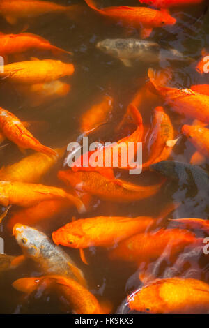 Koi nel laghetto ornamentale, il Giardino di Yuyuan, Shanghai, Cina Foto Stock