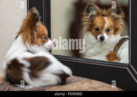 Ritratto di cucciolo di cane Papillon (Canis lupus familiaris) davanti a uno specchio di riflessione. Foto Stock