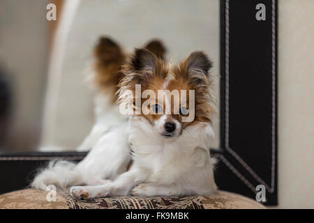 Ritratto di cucciolo di cane Papillon (Canis lupus familiaris) davanti a uno specchio di riflessione. Foto Stock