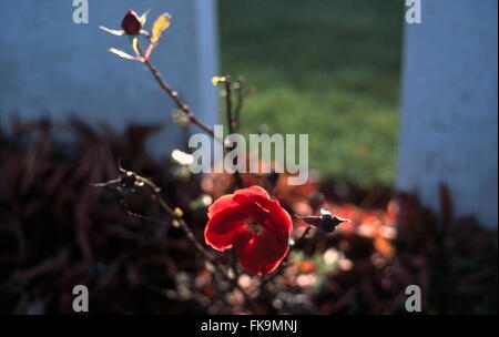 Ajaxnetphoto. somme, Francia. - Tombe di guerra - una rosa nella luce del sole tra due lapidi in un commonwealth britannico la prima guerra mondiale la guerra in prossimità del cimitero vecchio battlefield. foto:jonathan eastland/ajax ref:0012 6a Foto Stock