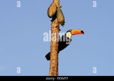 Trasduttore Toco toucan nel Pantanal del Pocone - Ramphastos toco Foto Stock