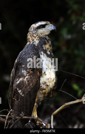 Immaturo lumaca hawk - sociabilis Rosthramus Foto Stock