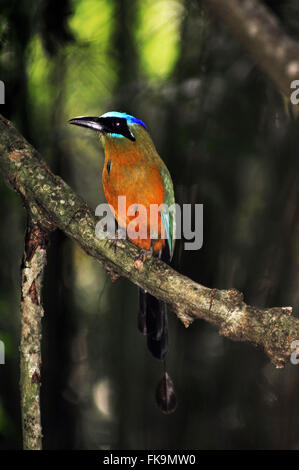 Udu-de-corona blu nella Chapada dos Guimaraes - Momotus momota Foto Stock