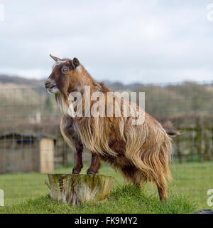 capra pigmea Foto Stock