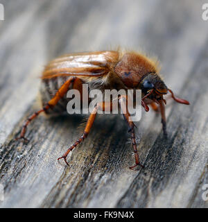 Ripresa macro di un Maybug su legno. Foto Stock