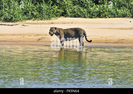 Jaguar - Panthera onca palustris - maschio adulto in spiaggia fluviale sulla riva del fiume Piquiri Foto Stock