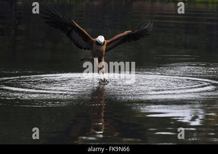 Hawk-intrappolata nella cattura di bel fiume del Pantanal del Pocone - Busarellus nigricollis Foto Stock