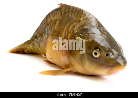 Carpa a specchio - peso di 3 libbre di pesce isolato su sfondo bianco Foto Stock