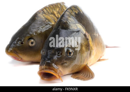 Carpa a specchio - peso di 3 libbre di pesce isolato su sfondo bianco Foto Stock