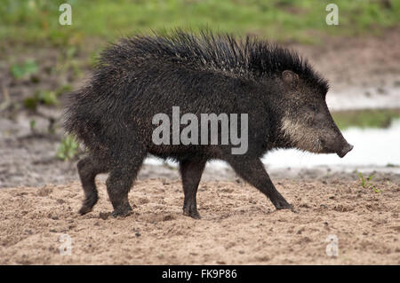Pig-per-kill del Pantanal - Tayassu Tajacu Foto Stock