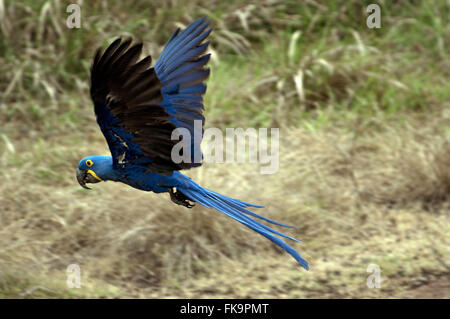 Macaw grande - Anodorhynchus hyacinthinus - battenti nel Pantanal Foto Stock