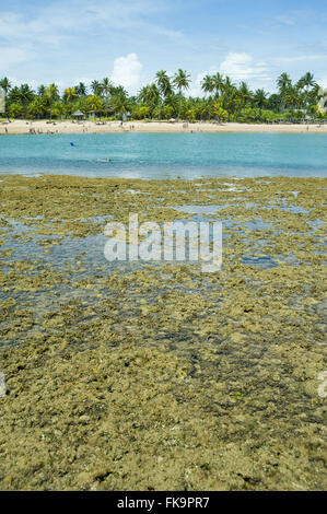 Piscina naturale tra le barriere coralline in Taipu Praia de Fora Foto Stock