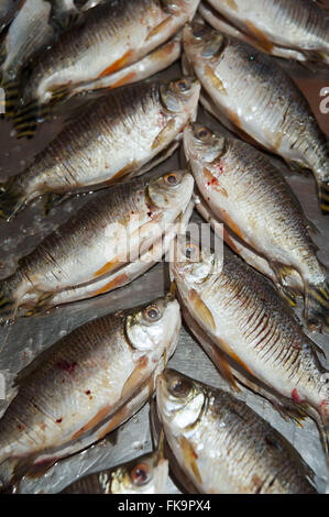 Il pesce per la vendita al mercato del pesce di Manaus Foto Stock