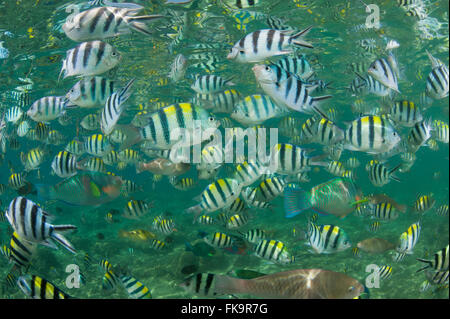 Abbondante Sergente Maggiore castagnole, (Abudefduf vaigiensis). Miniloc Island Resort house reef. Foto Stock