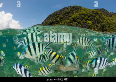 Abbondante Sergente Maggiore castagnole, (Abudefduf vaigiensis). Miniloc Island Resort house reef - a livello diviso Foto Stock