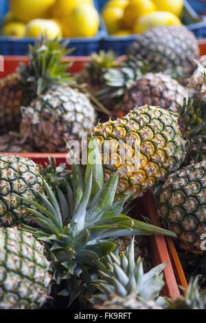 Ananassi in vendita nella capitale la fiera Foto Stock