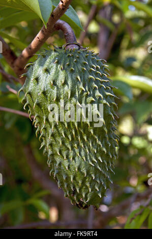 Soursop Foto Stock