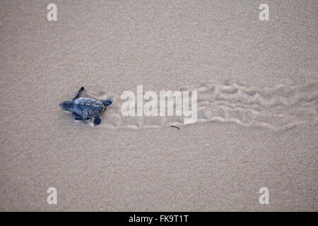 Giovani tartarughe verso l'oceano in Praia do Forte Foto Stock