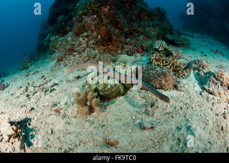 Mare di oliva serpente (Aipysurus laevis) velenosi serpente del mare delle specie che si trovano nell'Indo-Pacifico Foto Stock