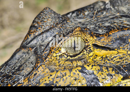 Dettagli jacare palude - yacare Caimano Foto Stock