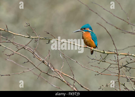 Kingfisher maschio- Alcedo atthis. Regno Unito Foto Stock