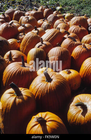 Colorato arancione zucca schierate al farmstand Foto Stock