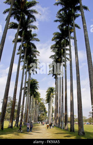 Palme imperiali nel Parque Burle Marx - conosciuto come il parco della città Foto Stock