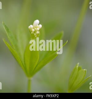 Linguetta a disco (Galium odoratum) boccioli di fiori. Dettaglio dei fiori di questa bassa crescita, bianco fiorito bedstraw woodland Foto Stock