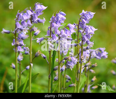 Spagnolo (bluebell Hyacinthoides hispanica). Una specie introdotta nel Regno Unito e comune come un giardino escape. Gruppo di piante Foto Stock