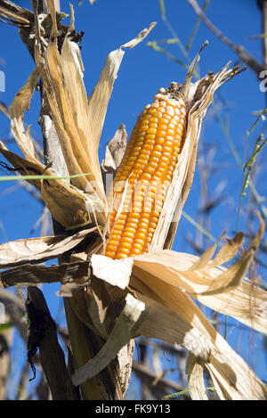 Espiga de milho pronta para ser colhida na zona rural Foto Stock